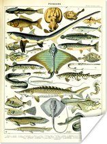 Poster Dieren - Zeedieren - Vintage - 30x40 cm