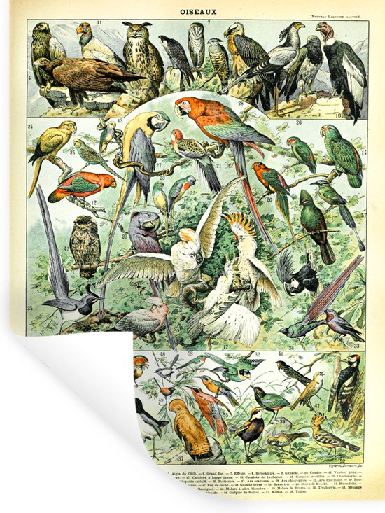 Muurstickers - Sticker Folie - Dieren - Vintage - Adolphe Millot - Vogels - Design - 90x120 cm - Plakfolie - Muurstickers Kinderkamer - Zelfklevend Behang - Zelfklevend behangpapier - Stickerfolie