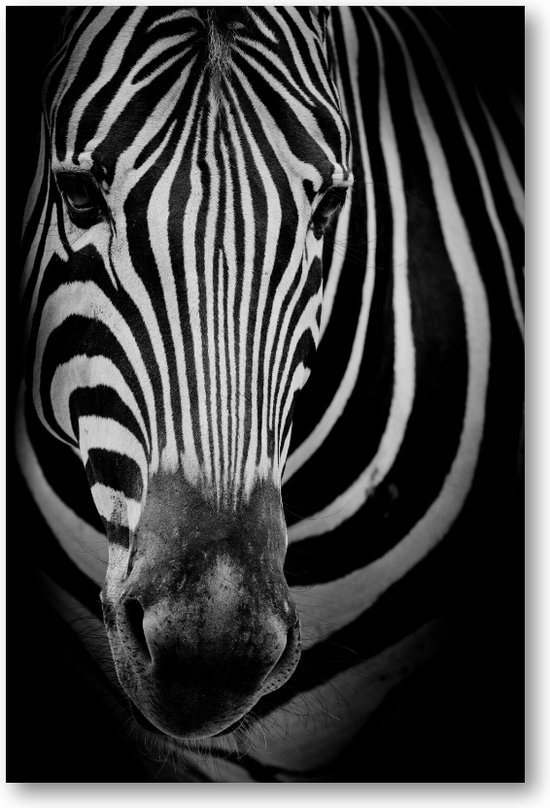Zebra op donkere achtergrond - 60x90 Dibond voor Binnen én Buiten - Dieren - Minimalist