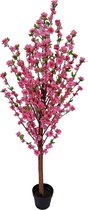 Kersen Bloesemboompje - Bloesemboom - Roze - 150 cm.