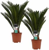 Duo Cycas Revoluta ↨ 55cm - 2 stuks - hoge kwaliteit planten