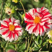 Dahlia Fire and Ice 3 stuks