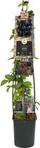 Doornloze Braam Rubus Thornfree L 120 cm klimplant