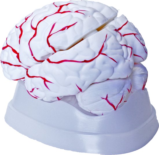 Modèle de cerveau, grandeur nature, 8 parties, avec vaisseaux sanguins, modèle d' Anatomie du Cerveau