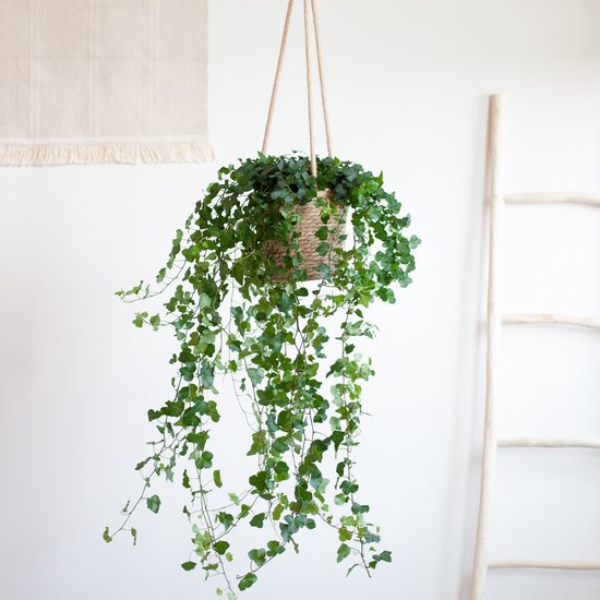 Hedera – Helix Wonder – Hoogte 50cm