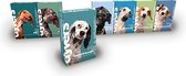 Lamvrij hondenmenu Dyvers - Dagelijks wisselende hondenbrokken - 100% natuurlijk - Vrij van lam hondenvoer - 7x1kg