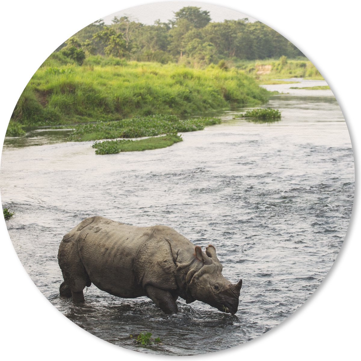 Muismat rond 40x40 cm - Mousepad Neushoorn in het water - Ronde muismatten