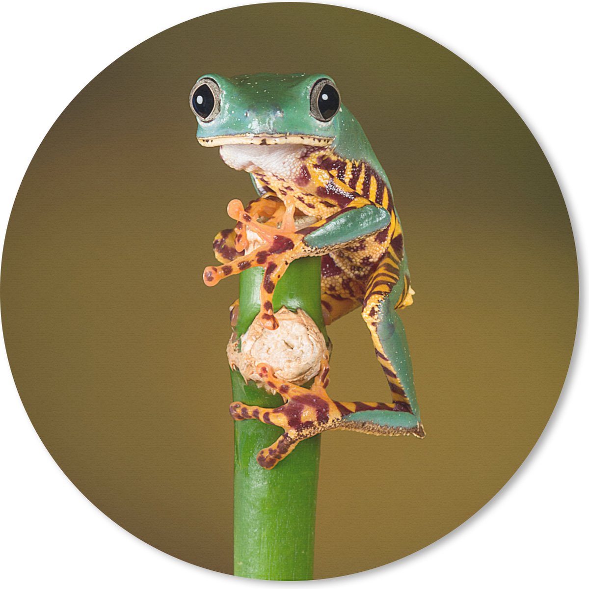 Muismat rond 30x30 cm - Mousepad Kikker op groene plant van dichtbij - Ronde muismatten