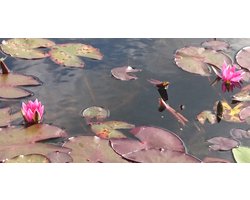 Waterlelie Nymphaea Pygmaea Rubra (Rode dwerg waterlelie)-vijverklaar opgeplant in een mand van 19 x 19 cm - Lang bloeiende, kleinbloemige rode waterlelie - Vijverplant - Vijverplanten Webshop