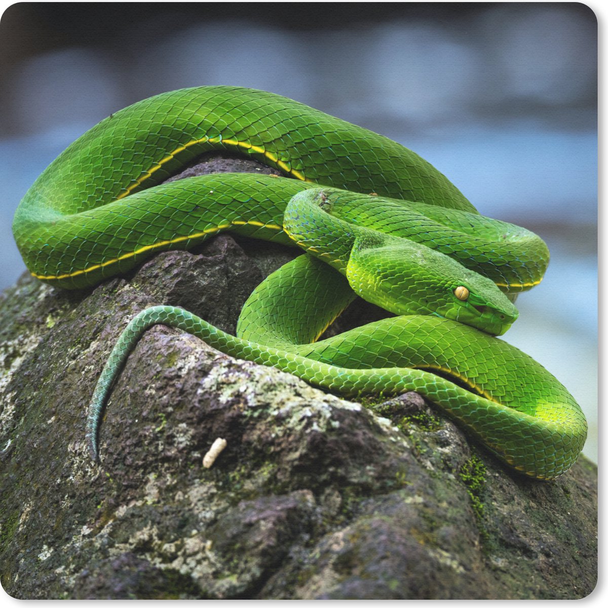 Muismat 20x20 cm - Mousepad Groene slang op steen - Muismatten