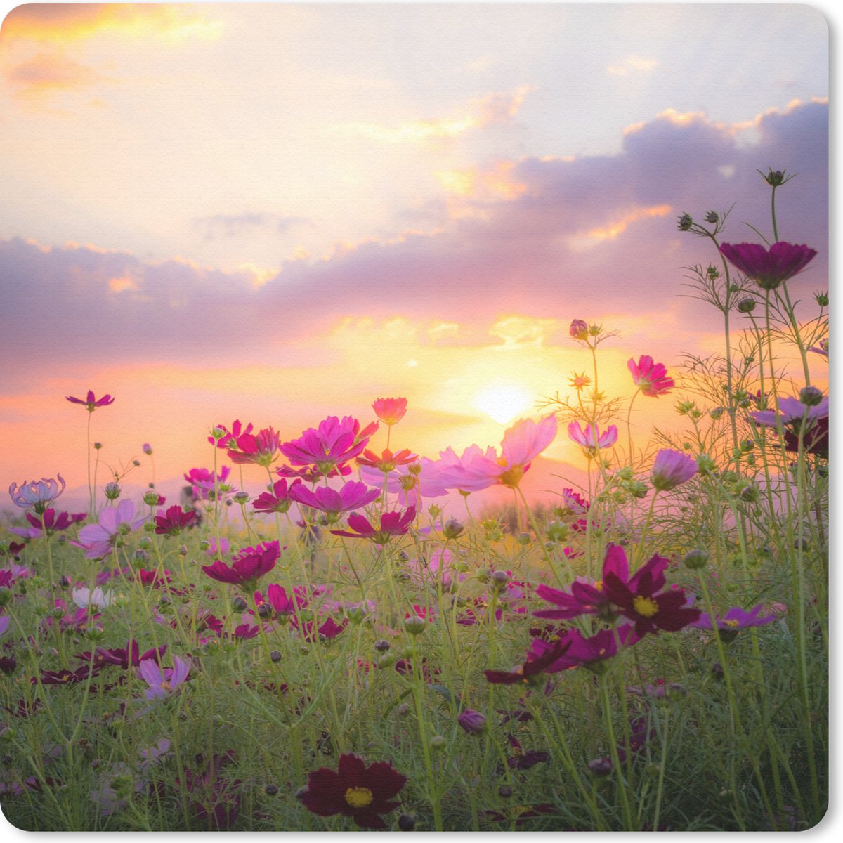 Muismat 20x20 cm - Mousepad Bloemen - Roze - Zonsondergang - Natuur - Weide - Horizon - Muismatten