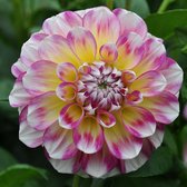 Dahlia Hawaii NL