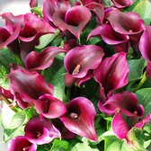 Calla Purple Spirit®