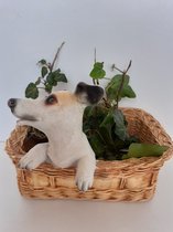 Fox Terrier beeldje tuinbeeld honden beeldje fox hondje in een plantenmandje voor binnen of buiten polystone 15x19x16 cm
