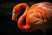 Flamingo - XXL foto op plexiglas formaat 150x100cm incl. gratis ophangsysteem - Wanddecoratie