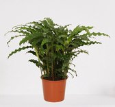 Calathea Blue Grass – luchtzuiverende kamerplant – pauwenplant – living plant - ↕50-65cm - Ø17 – in kwekerspot – vers uit de kwekerij