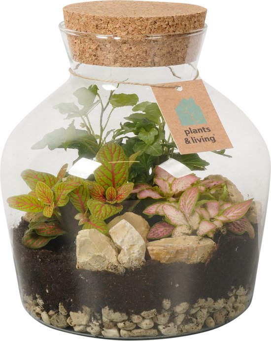 Foto: Terrarium thijmen