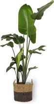 Kamerplant - Strelitzia Nicolai - Paradijsvogelplant - ± 170cm hoog - 27cm diameter - in zwart met bruinkleurige mand met riet