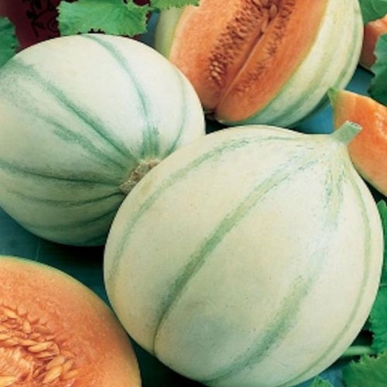 Meloen zaden – Meloen Cantaloupe di Charentais