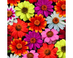 Zinnia x hybrida Zahara F1 Mix