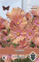 Cosmea Apricotta (Cosmos bipinnatus) Zaden