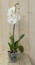 Vlinderorchidee Tak wit 60 cm