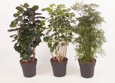 Kamerplanten van Botanicly – 3 × Polyscias – Hoogte: 95 cm – Polyscias