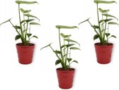 3x Kamerplant Monstera Deliciosa Tauerii – Gatenplant - ± 35cm hoog – 12 cm diameter  - in rode pot