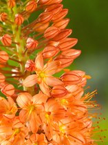 8x Eremurus 'Eremurus cleopatra'  - BULBi® bloembollen en planten met bloeigarantie