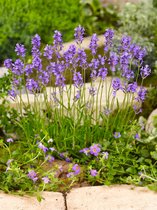 12x Lavendel 'Lavandula munstead dwarf'  - BULBi® bloembollen en planten met bloeigarantie