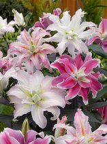 15x Lelies 'Roselily mix' - BULBi® bloembollen en planten met bloeigarantie