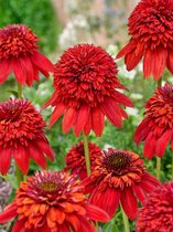 12x Zonnehoed 'Echinacea eccentric'  - BULBi® bloembollen en planten met bloeigarantie