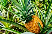 Tuinposter - Ananas - omgezoomde rand - 120x80cm