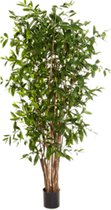 Dracaena Surculosa Tree - kunstplant