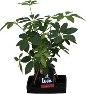 FloriaFor - Lova Schefflera - - ↨ 48cm - ⌀ 17cm