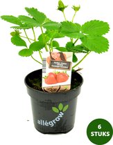 Aardbei plantjes Ostara - doordrager - fruit - 6 kwekerspotjes (Ø10,5)