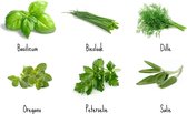 6x biologische kruidenzaden - bio kruiden zaden - Basilicum - Dille - Peterselie - Oregano - Bieslook - Salie