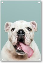 Schattig portret van witte Bulldog Puppy - Tuinposter 60x90 - Wanddecoratie - Besteposter - Dieren