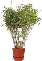 ‘Fargesia Rufa’ (Bamboe) in ELHO outdoor sierpot Greenville (brique) ↨ 80cm - planten - binnenplanten - buitenplanten - tuinplanten - potplanten - hangplanten - plantenbak - bomen - plantensp