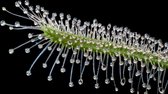 Zonnedauw Setje | Drosera 'Capensis en Capensis Alba' | hoogte 10cm | Uniek & Prachtig