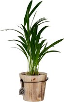 ZynesFlora - Areca Lutescens in Houten Sierpot - Kamerplant in pot - Ø 12 cm - Hoogte: 40 cm - Luchtzuiverend - Goudpalm - Palm - Kamerplant