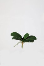 Kunstblad Orchidee - topkwaliteit decoratie - Groen - zijden tak - 20 cm hoog