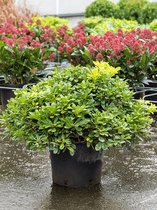 Pittosporum tobira Nana M 50 cm tuinplant