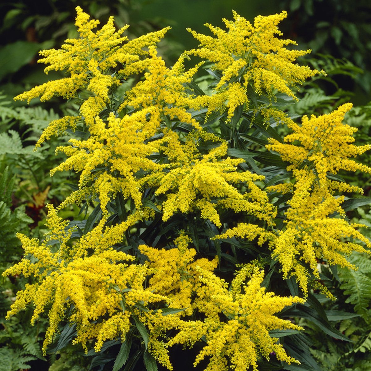 Solidago 'Strahlenkrone'