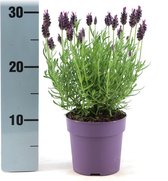 Set van 6 Lavendel- Lavandula stoechas Anouk hoogte 25cm potmaat 12cm