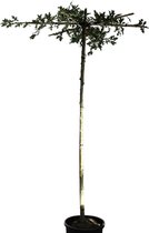 Dakmoeraseik - Quercus Palustris | Kruisdak | omtrek: 10-14 cm | Hoogte: 230 cm
