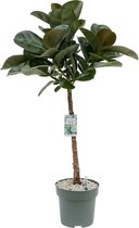 Ficus Makana (Elastica) 110cm hoog met watermeter Ø27cm