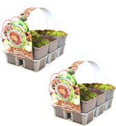 Sempervivum mix - rotsplanten - winterharde vetplanten - 12 planten (2x sixpack) - Bodembedekker - Vaste plant - Tuinplant - Winterhard - Groenblijvend - Groen - Rotsplant