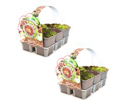 Sempervivum mix - rotsplanten - winterharde vetplanten - 12 planten (2x sixpack) - Bodembedekker - Vaste plant - Tuinplant - Winterhard - Groenblijvend - Groen - Rotsplant