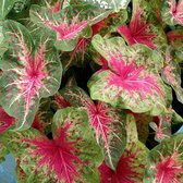 Caladium knollen (mix) - Bloembollen - 5 soorten - groen/wit/roze Caladium knollen - bollen